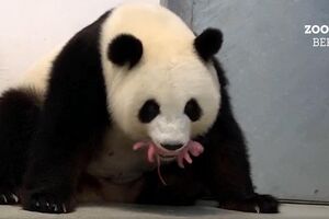 Zoo de Berlim celebra nascimento de dois ursos pandas 