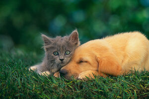 Cão e gato
