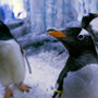 Casal de pinguins homossexual adota pinguim bebé 'sem género'