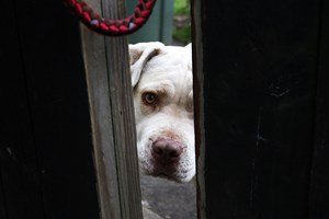 Como se decide a guarda de um cão? O que disse o tribunal sobre Kiara