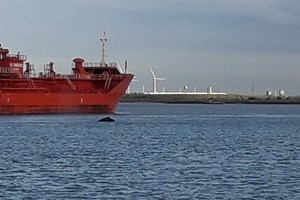 As baleias estão a mudar-se para o rio Tamisa?