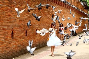 Espanta-pombos, a profissão na Tailândia para criar a 'fotografia perfeita'