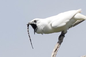 Ouça a ave mais barulhenta do mundo 