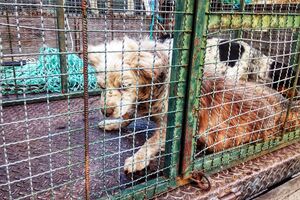 Cães subnutridos e desidratados