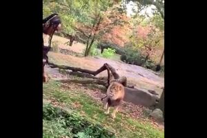 Woman Climbed Into Bronx Zoo Exhibit To Taunt Lion.mp4
