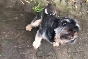 Baby Koala Mistook my Doggy for its Mother.mp4