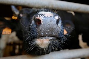 vaca