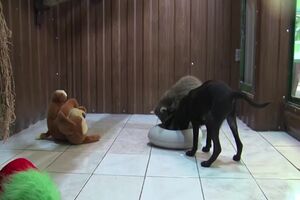 cão e guaxinim bebé.mp4