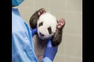 pandas bebes feito.mp4