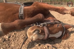 Cavalo finge-se de morto cada vez que alguém o tenta montar