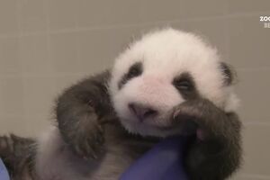 CeQCag0K4tR-yBFi.mp4