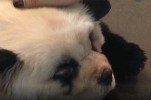 Dono de café transforma os seus cães em pandas para atrair clientes