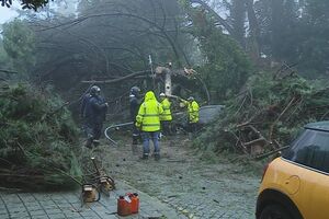 Queda de árvore no Porto