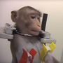 Macacos a gritar de dor: as imagens perturbadoras de um laboratório de testes na Europa
