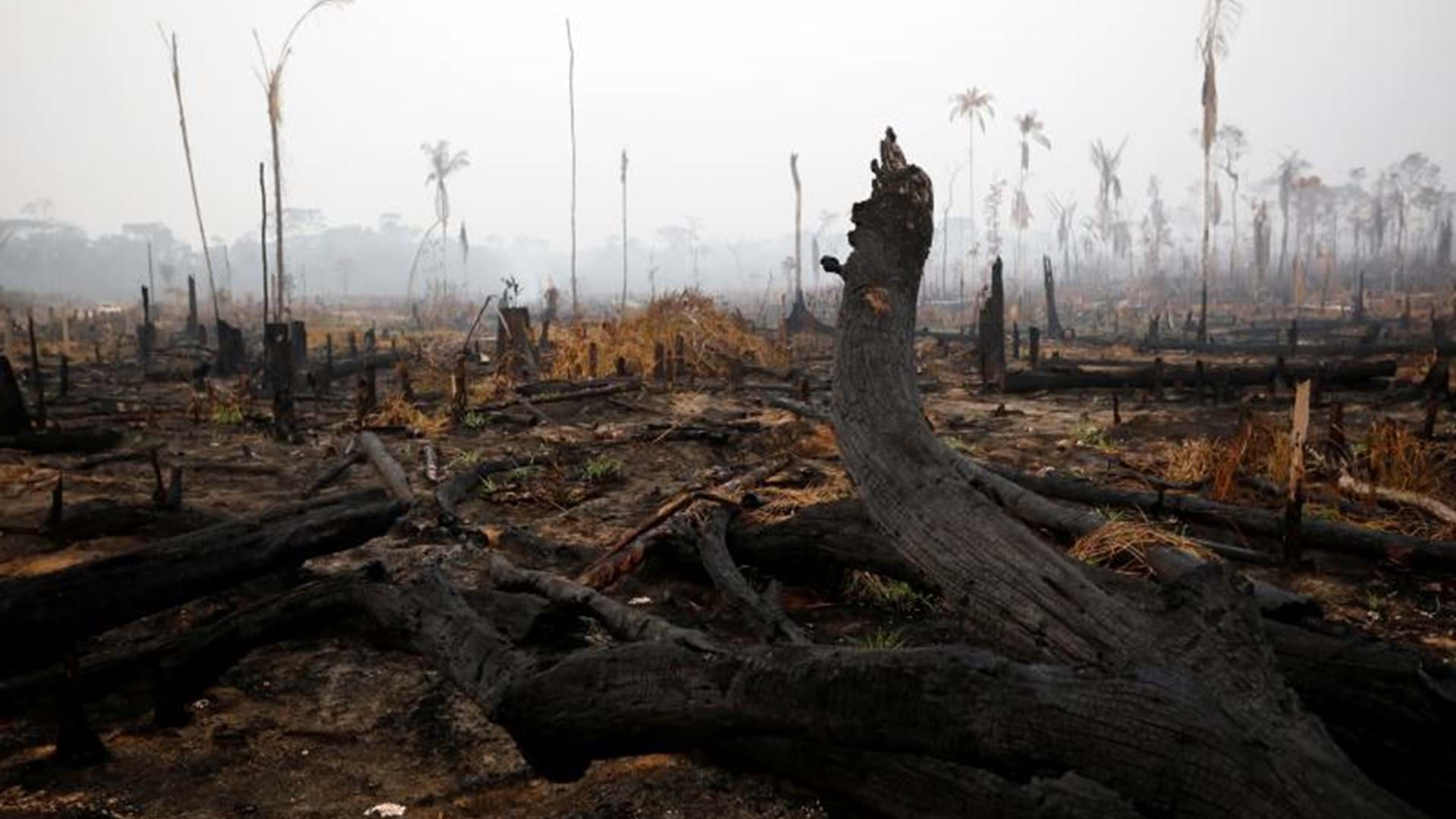 Floresta Da Amazónia A Chegar A Ponto De Destruição Sem Retorno Devido às Alterações Climáticas 0388