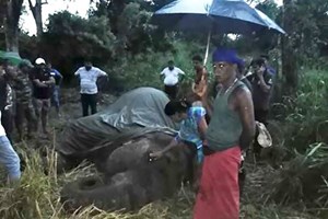 Elefante morre de exaustão no Sri Lanka após transportar turistas