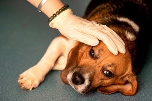 Morte de donos por covid-19 está a deixar muitos animais 'órfãos'