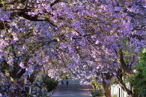 jacaranda