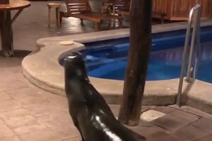 leao marinho.mp4
