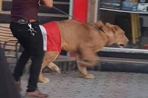 Manifestante leva leão para protesto 