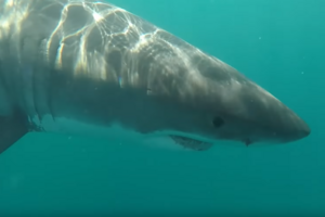 Great white shark hits my kayak out the water!.mp4