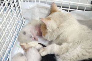 gatos bebés esterilizados 