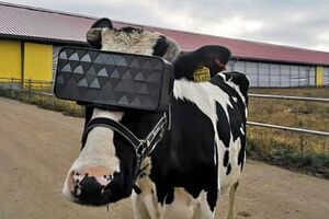 vacas oculos realidade virtual 