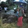 Elefante morre de exaustão no Sri Lanka após transportar turistas 