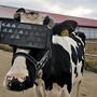Vacas usam óculos de realidade virtual para ter menos ansiedade