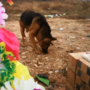 Cão desconsolado tenta desenterrar dono que morreu