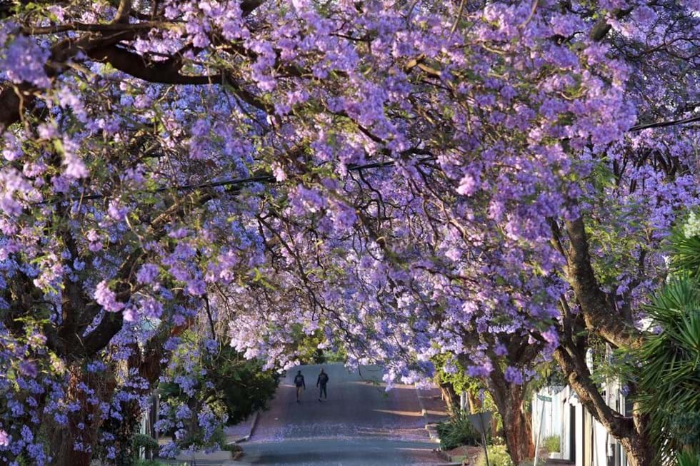 Jacaranda