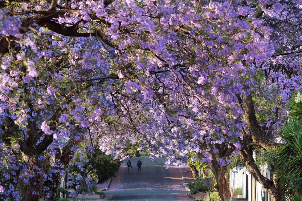 jacaranda