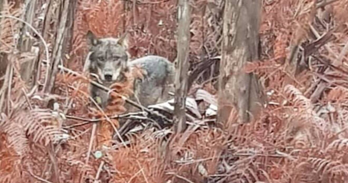 O Ministério da Agricultura e Mar propôs alterações ao PEPAC que entram em contradição com a proteção do lobo-ibérico