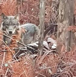 Ambientalistas dizem que proteção do lobo pode estar em causa e apelam a ministra do Ambiente