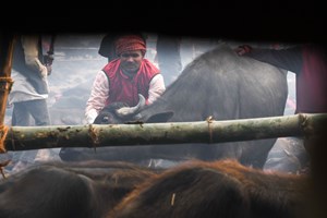 Gadhimai, o maior sacrifício animal do mundo, está a acontecer no Nepal