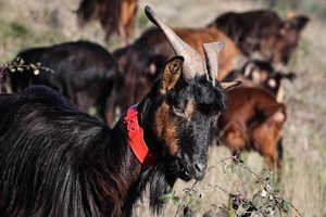 Mais de 30 animais mortos em 15 dias por matilha de cães vadios em Viana do Castelo