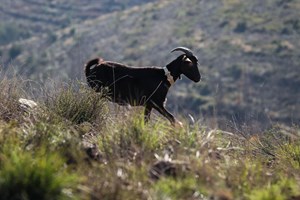 Ataque de 'cães vadios' mata rebanho de cabras em exploração de Viana do Castelo
