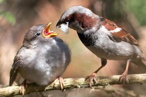 Aves podem “divorciar-se” se estiverem muito tempo separadas