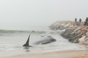 Autoridades estudam como remover baleia morta encalhada em praia no Algarve