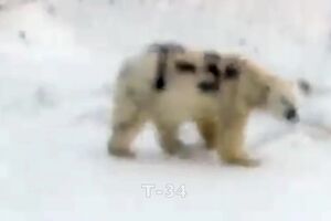 T-34 POLAR BEAR.mp4