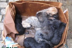 Oito cães recém-nascidos resgatados de contentor do lixo