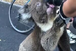 FErx3_dnRTbNjJMk.mp4