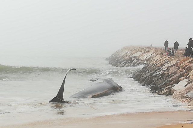 Autoridades estudam como remover baleia morta encalhada em praia no Algarve