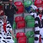 Adeptos do Santa Clara vestem-se a rigor e apoiam equipa na Madeira vestidos... de vaca