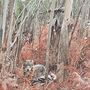Lobo ibérico fotografado em Viana do Castelo