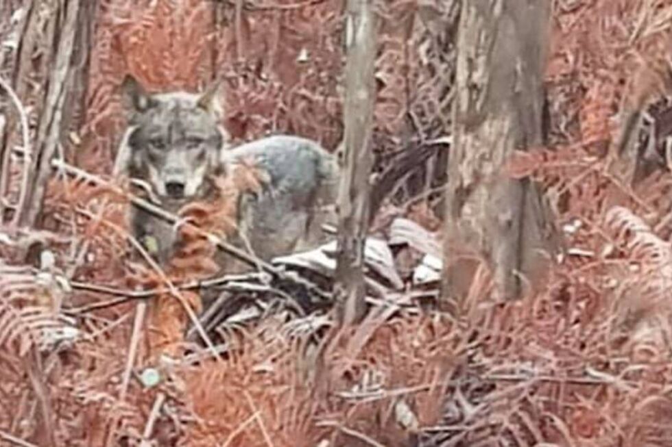 Lobo Ibérico
