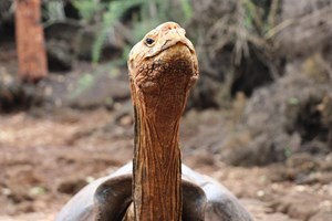 Diego: a tartaruga que ajudou a salvar a espécie ao fazer 800 filhos
