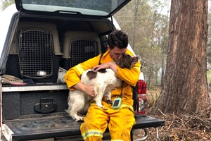 Taylor, a cadela que já salvou oito coalas nos incêndios na Austrália