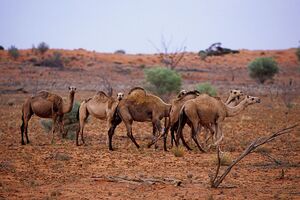 camelos selvagens australia