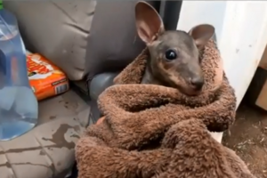 82566849_183955406057900_7671979309720740363_n.mp4